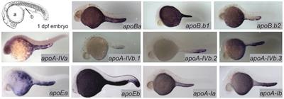 Lipid Uptake, Metabolism, and Transport in the Larval Zebrafish